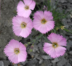 Dianthus sylvestris